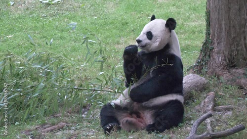 Giant panda eats bamboo1 4K photo