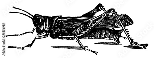 Atlantis Grasshopper, vintage illustration.