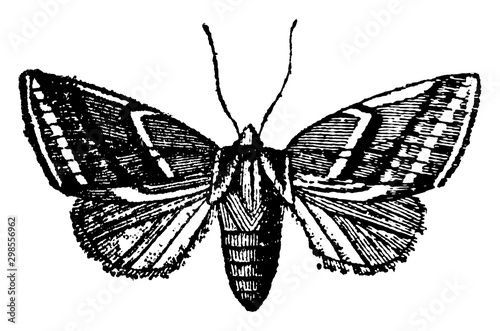 Tortricina, vintage illustration.