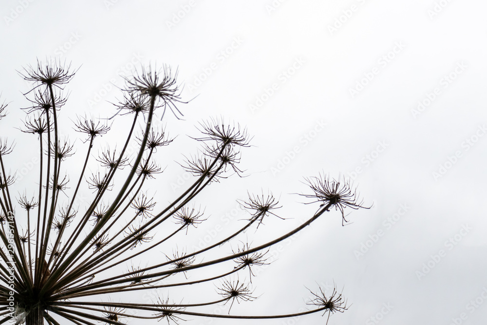 Fototapeta premium Giant dry hogweed, cow parsnip on gray sky background with copy space
