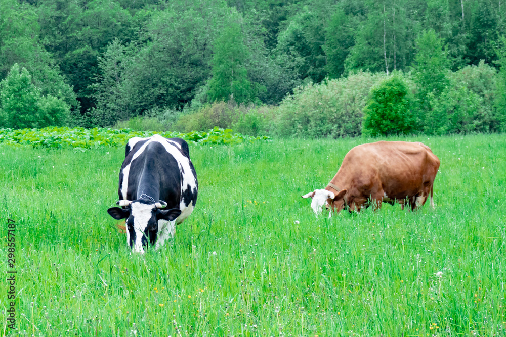 Two dairy cows grazing on pasture, meadow Two dairy cows grazing on pasture, meadow