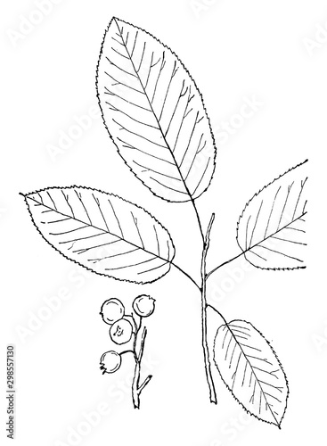 Genus Amelanchier, Medik (June-berry) vintage illustration.