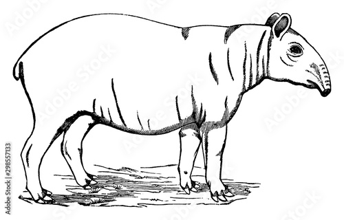 Malayan Tapir, vintage illustration.