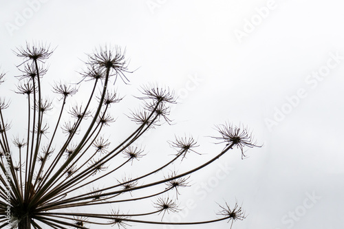Giant dry hogweed, cow parsnip on gray sky background with copy space