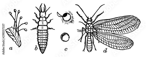 Lacewing Fly, vintage illustration.