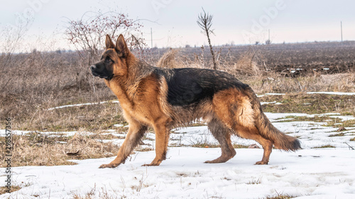 young german shepherd dog in winter © akso82