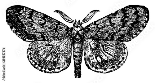 Gypsy Moth Male, vintage illustration.