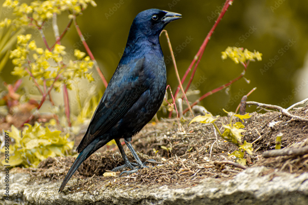  (Molothrus bonariensis) tordo renegrido parado entre plantas amarillentas en un día soleado 