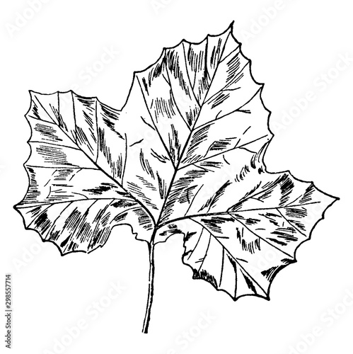 Sycamore Leaf vintage illustration.