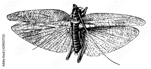 Grasshopper, vintage illustration.