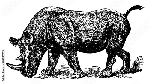 Rhinoceros Bicornis, vintage illustration.