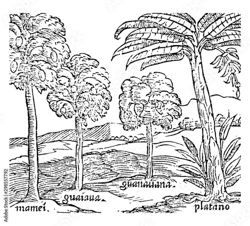 Hispaniola Trees vintage illustration.