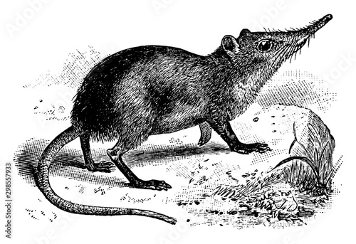 Elephant Shrew, vintage illustration.