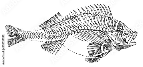 Fish Skeleton, vintage illustration.