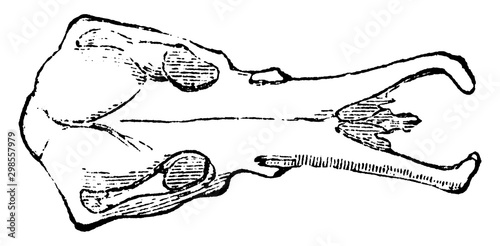 Platypus Skull, vintage illustration.
