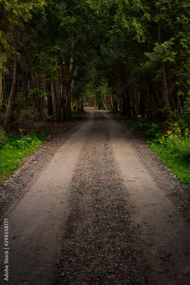 Fototapeta premium DIrt road cutting through a forest with deep shadows and color