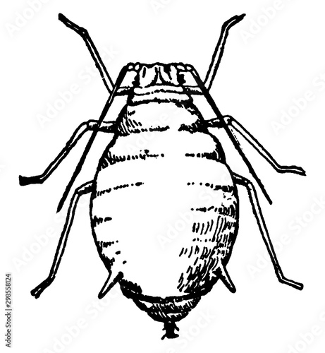 Plant Louse, vintage illustration.