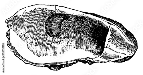 Oyster, vintage illustration.