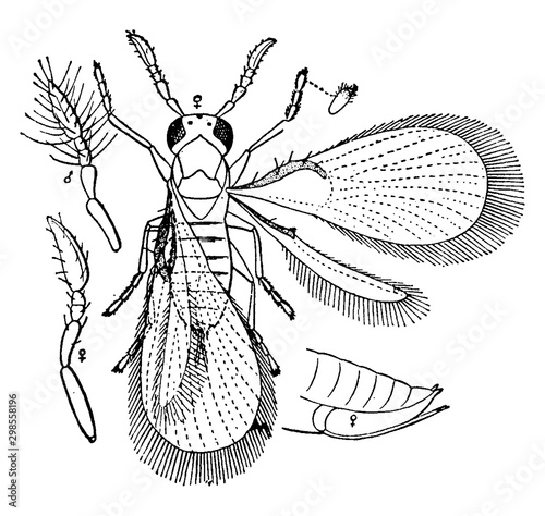 Trichogramma Wasp, vintage illustration.
