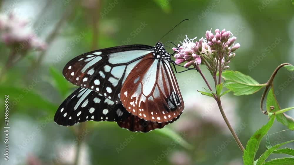 吸蜜するアサギマダラ 4K. / Parantica sita, the chestnut tiger butterfly feeding on nectar in Hiroshima, Japan. It is a migrant butterfly which travels about 2,500 km in Asia. Asagimadara. Closeup shot. 吸蜜するアサギマダラ 4K. / Parantica sita, the chestnut tiger butterfly feeding on nectar in Hiroshima, Japan. It is a migrant butterfly which travels about 2,500 km in Asia. Asagimadara. Closeup shot.