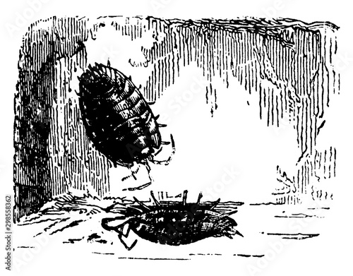 Wood louse, vintage illustration.