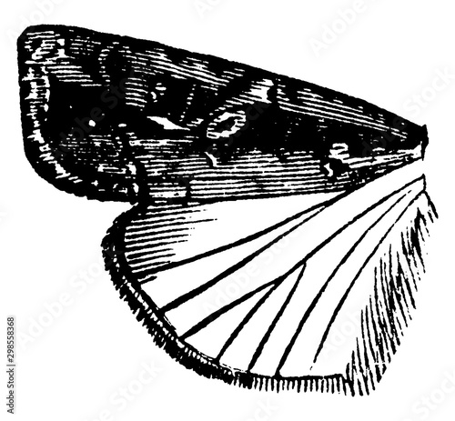 Laphygma, vintage illustration.