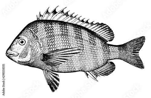 Sheepshead, vintage illustration.