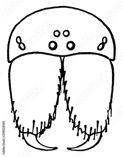 Mandible, vintage illustration.