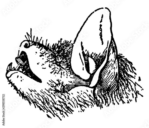 Scotophilus Emarginatus, vintage illustration.