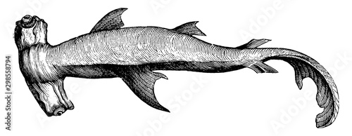 Hammerhead Shark, vintage illustration.