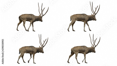 David's deer slowly walking seamlessly looped on black screen, real shot, isolated on alpha channel premultiplied with black and white matte, perfect for digital composition, cinema, 3d mapping.