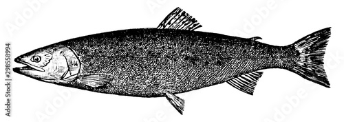 Salmon Trout, vintage illustration.