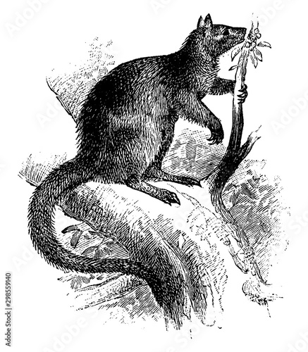 Tree Kangaroo, vintage illustration.