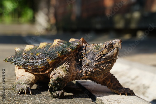 Alligator snapping turtle on the road in sunny day