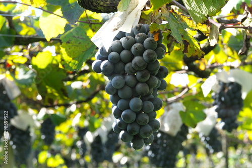 Photos Yamanashi,Japan-October 26, 2019: Muscat Bailey A at a vineyard in Yamanashi pre