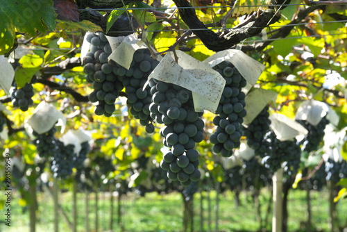 Photography Yamanashi,Japan-October 26, 2019: Muscat Bailey A at a vineyard in Yamanashi pre