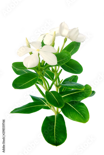 West Indian periwinkle mosquito repellent or spray on white background.(with Clipping Path). © Thitimon