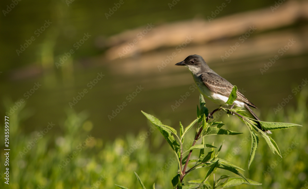 Fototapeta premium bird on a branch near a lake