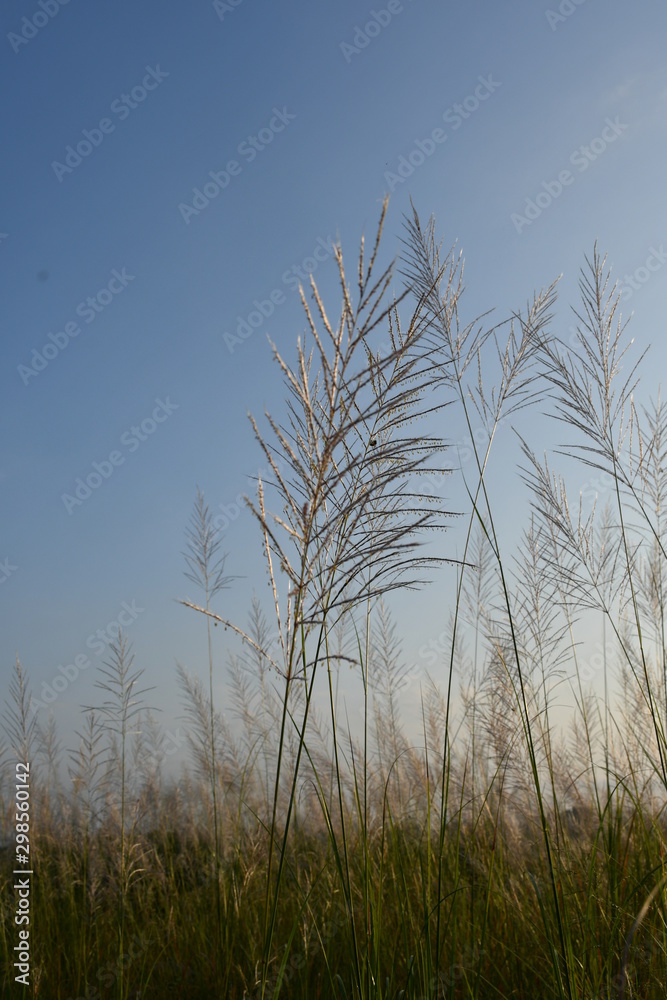 Fototapeta premium trees in fog