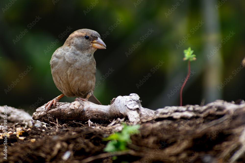 (Passer domesticus) gorrión común hembra reposando en una rama (Passer domesticus) gorrión común hembra reposando en una rama