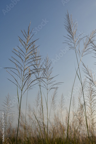 grass and sky