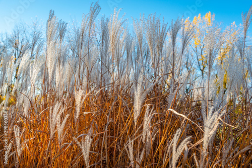 High white decorative reeds in the nature  blue sky 