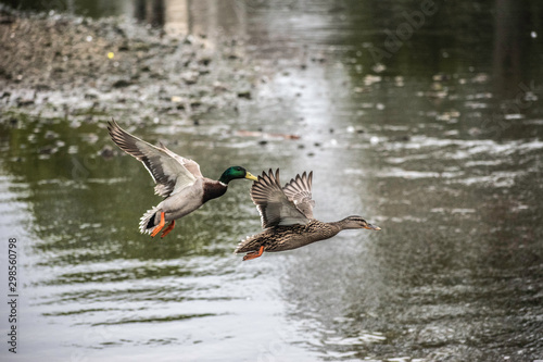mallarad duck in the water
