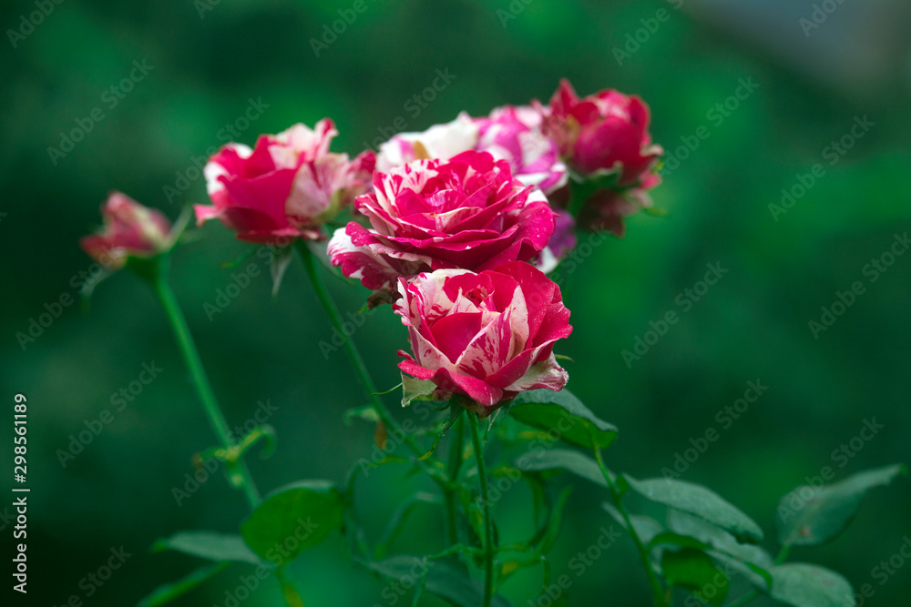   Photos Luxurious bright red rose Red Star against the background of lush green garden. Rose petals with dew drops.