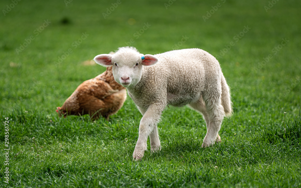 Sheep With Natural View Background Sheep With Natural View Background
