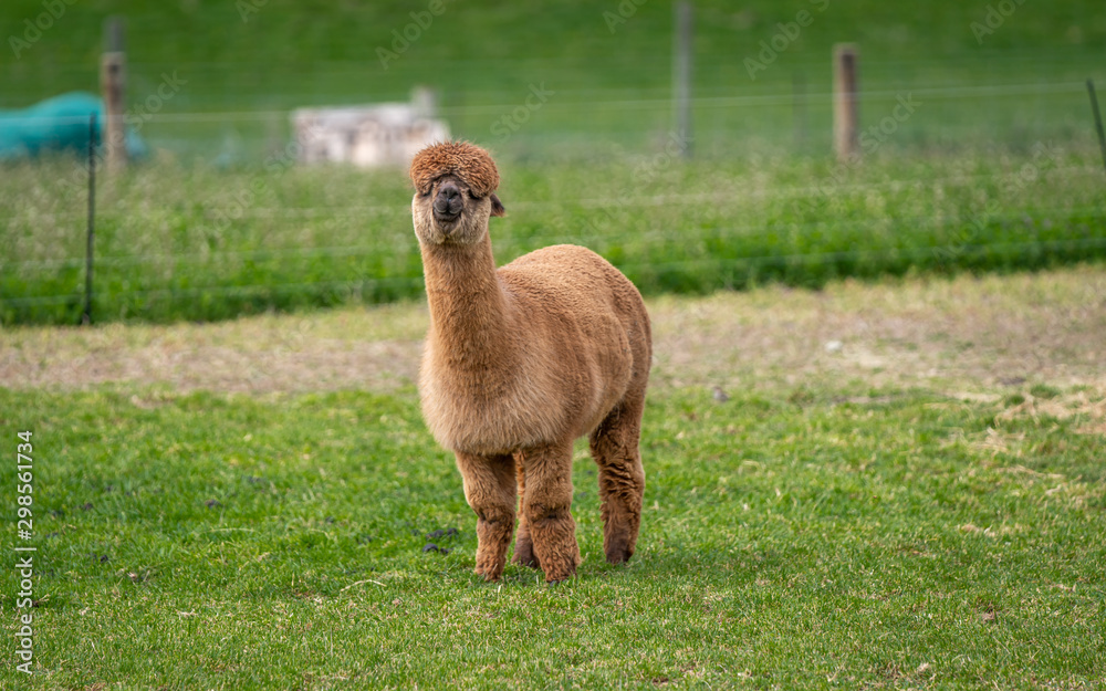 Alpaca With Natural View Background Alpaca With Natural View Background