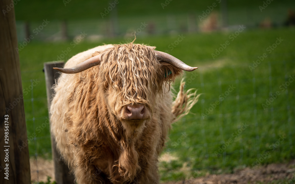 Fototapeta premium Cow With Natural View Background