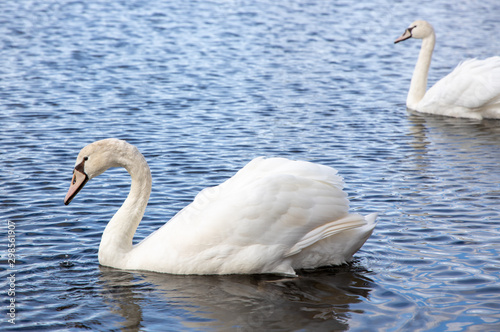 Swans on the pond