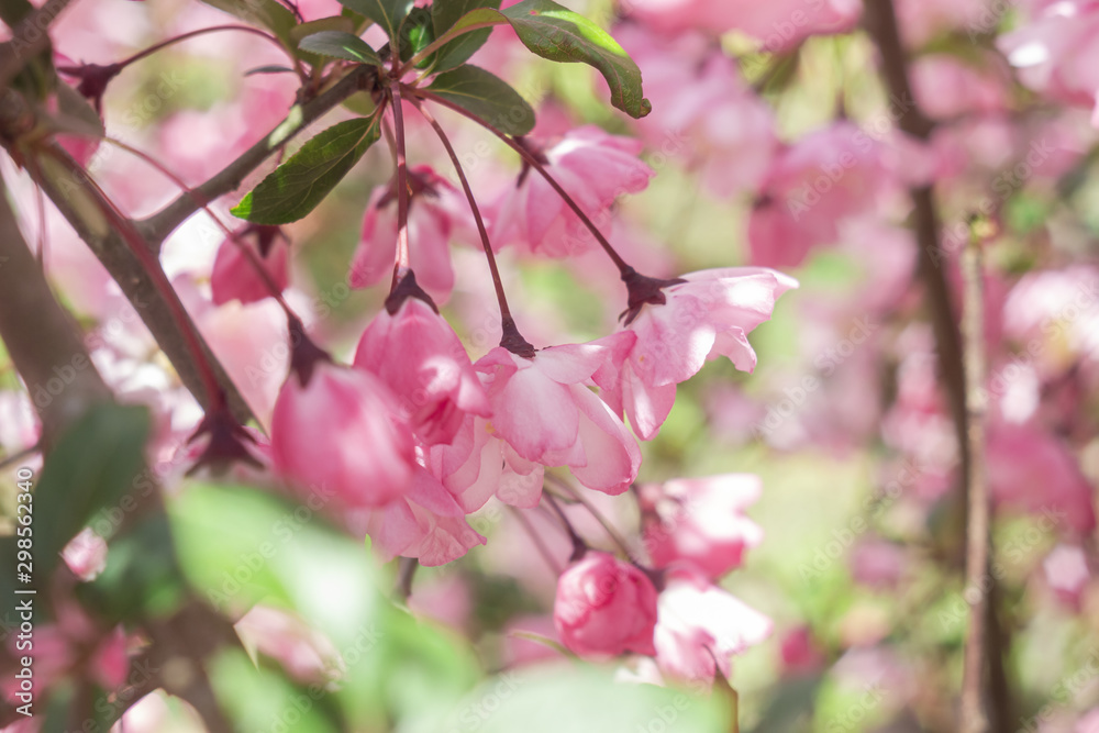 Fototapeta premium ハナカイドウ