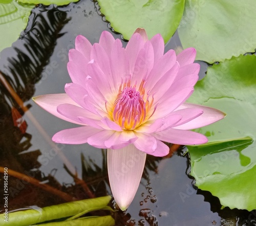 Lotus on green leaf and water surface is considered a symbol of virtue. Belief has existed since the modern era. Lotus has been called     The queen of Aquatic  Plant    is a water plant with petioles.